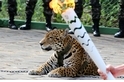巴西奧運聖火儀式美洲豹亮相    脫逃遭射殺