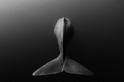 鯨尾搖搖：斯里蘭卡抹香鯨