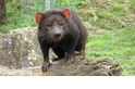 【動物好朋友】袋獾(Tasmanian-devil)