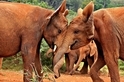重獲新生：肯亞孤兒象