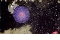 這團紫色軟綿綿的海底生物究竟是？
