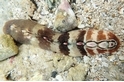 海洋神祕客：幼形隱板石鱉，帶來暖化的訊息