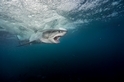 影像藝廊：大白鯊之謎