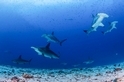 全球鯊魚種最豐富之地：加拉巴哥群島