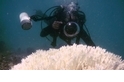 大堡礁九成以上出現礁體白化現象