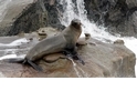 【動物好朋友】加洲海獅(California sea lion)