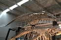 台灣的鯨魚化石告訴了我們什麼？（上）