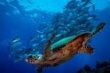 潛水夫之眼：海龜與鰺