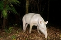 超罕見美洲貘白子　巴西現身