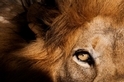 南非獅子攻擊遊客致死事件的背後……