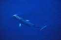 日本明年將恢復捕鯨，公然違抗國際捕鯨委員會