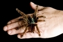 破除謠言：七個關於蟲蟲與蜘蛛的神話