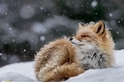 雪中狐狸
