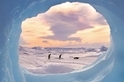 別有洞天：南極企鵝