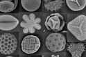 植物萬花筒：顯微鏡下的花粉與孢子