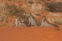 獵豹，喀拉哈里沙漠