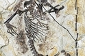 神祕生物的骸骨重新設定了哺乳動物的起源