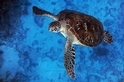 海龜研究在台灣