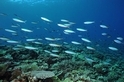 南沙太平島　珊瑚礁生態陷危機
