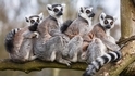 【動物好朋友】環尾狐猴(Ring-tailed lemur)
