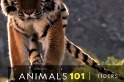 101動物教室：老虎