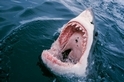 自1950年以來，鯊魚攻擊的危險率已明顯減少