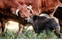野豬為什麼要和一群乳牛做朋友?