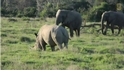 大象找犀牛玩