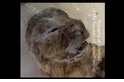 西伯利亞發現冰凍的穴獅幼獸