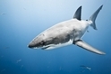 怪異動物問與答：最大的大白鯊有多大？