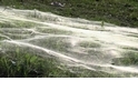 數百萬隻幼蛛築起巨幅絲毯