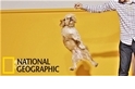 「國家地理員工寵物日！」看國家地理攝影師如何說服各種寵物拍照