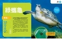 終極爬蟲百科：綠蠵龜