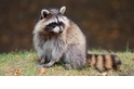 【動物好朋友】浣熊(Raccoon)
