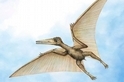 中國發現最古老的翼手龍