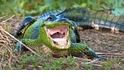 【動物好朋友】美國短吻鱷(American alligator)
