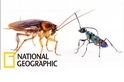 防禦屬性的蟑螂 VS 配備有「殭屍針」的扁頭泥蜂