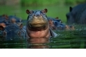 【動物好朋友】河馬(Hippopotamus)