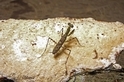 發現19種螳螂新物種