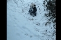 大貓熊玩雪影片風靡網路：動物園如何為天氣變化做準備？