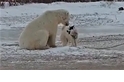 當北極熊遇上雪橇犬 雙方反應簡直「反差萌！」