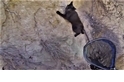 喵嗚~ 救命啊！ 受困懸崖的小黑貓大救援