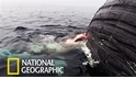 罕見畫面：大白鯊大啖鯨魚屍體