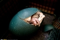 小鴯鶓從孵化器裡的蛋破殼而出