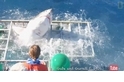 大白鯊衝撞潛籠  潛水夫驚險生死一瞬間