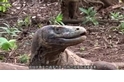 地球上最可怕的蜥蜴—科摩多龍