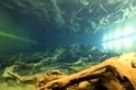 日本北陸秘境 埋沒千年的魚津巨大杉林