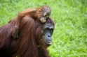看見珍貴的紅毛猩猩 ─ 西必洛人猿庇護中心 