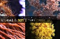 101動物教室：珊瑚礁