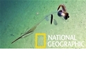 ROV視角：奇特的深海透明「小頭魷」